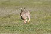 European Hare, Torres del Paine, Chile, December 2005 - click for larger image