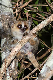 Grey-brown Mouse Lemur, Berenty Reserve, Madagascar, November 2016 - click for larger image