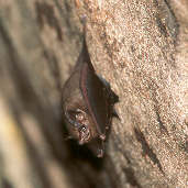 Peter's Sac-winged Bat, Presidente Figueiredo, Amazonas, Brazil, July 2001 - click for larger image