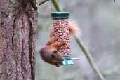 Red Squirrel, Abernethy Forest, Scotland, September 2002 - click for larger image