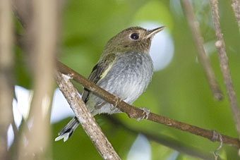Fork-tailed Tody-tyrant