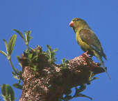 Plain Parakeet, Brazil, Aug 2000 - click for a larger image
