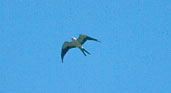 Swallow-tailed Kite, Alta Floresta, Mato Grosso, Brazil, Sept 2000 - click for larger image