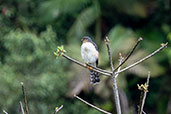 Sharp-shinned Hawk, Bermejas, Ecuador, November 2019 - click for larger image