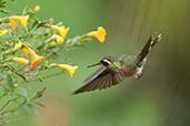 Speckled Hummingbird. Rio Blanco, Caldas, Colombia, April 2012 - click for larger image