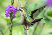 Speckled Hummingbird. Cabanas San Isidro, Ecuador, November 2019 - click for larger image