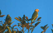 Yellow-faced Parrot, Emas, Goiás, Brazil, April 2001 - click for larger image