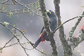 Grey-breasted Mountain-Toucan, Atuen Valley, Amazonas, Peru, October 2018 - click for larger image