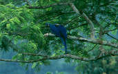 Hyacinth Macaw, Brazil, February 2002 - click for larger image