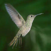 Sombre Hummingbird, Brazil, April 2001 - click for larger image