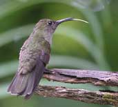 Sombre Hummingbird, Brazil, Aug 2002 - click for larger image