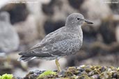 Surfbird,  Arica, Chile, February 2007 - click for larger image