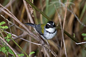 Maranon Sparrow, Bosque de Yanahuanca, Cajamarca, Peru, October 2018 - click for larger image