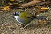 Grey-browed Brush Finch, Rio Blanco, Caldas, Colombia, April 2012 - click for larger image