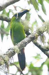 Emerald Toucanet, Sierra Nevada de Santa Marta, Magdalena, Colombia, April 2012 - click for larger image