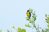 Black-and-gold Tanager, Cerro Montezuma, Tatamá, Risaralda, Colombia, April 2012 - click for larger image