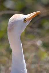 Cattle Egret, Cayo Coco, Cuba, February 2005 - click for a larger image