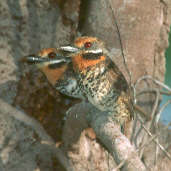 Spotted Puffbird, Roraima, Brazil, July 2001 - click for larger image