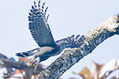 Roadside Hawk, Santa Marta Mountains, Magdalena, Colombia, April 2012 - click for larger image