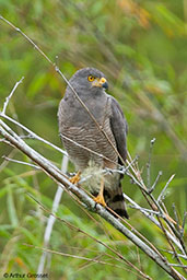 Roadside Hawk, Cerro Montezuma, Risaralda, Colombia, April 2012 - click for larger image
