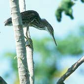 Juvenile Striated Heron, Marchanteria Island, Amazonas, Brazil, July 2001 - click on image for a larger view