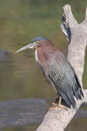 Green Heron, Zapata Swamp, Cuba, February 2005 - click on image for a larger view