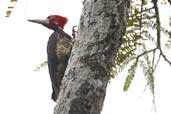 Male Crimson-crested Woodpecker, Javarí River, Peru, September 2003 - click for larger image