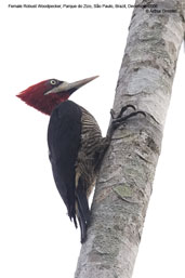 Female  Robust Woodpecker, Parque do Zizo, São Paulo, Brazil, November 2006 - click for larger image