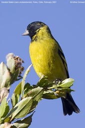 Male  Hooded Siskin, Putre, Chile, February 2007 - click for larger image