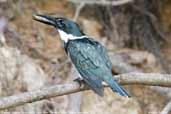 Female Amazon Kingfisher, Pantanal, Mato Grosso, Brazil, December 2006 - click for a larger image