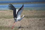 Maguari Stork, Cassino, Rio Grande do Sul, Brazil, August 2004 - click for larger image