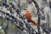 Rufous Wren, Montaña del Oso, Cundinamarca, Colombia, April 2012 - click for larger image