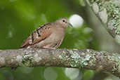 Ruddy Ground-dove, Los Cerritos, Risaralda, Colombia, April 2012 - click for larger image