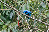 Male Lovely Cotinga, Pico Bonito, Honduras, March 2015 - click on image for a larger view