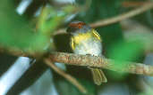 Rufous-browed Peppershrike, Manaus, Brazil, July 2001 - click for larger image