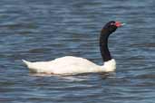 Black-necked Swan, Caulin, Chiloe, Chile, November 2005 - click for larger image