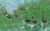 Black-bellied and White-faced Whistling-ducks, Roraima, Brazil, July 2001 - click for a larger image