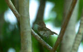 Brownish Elaenia, Marchantaria Island, Amazonas, Brazil, July 2001 - click for larger image
