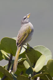 Pale-throated Serra-Finch, Chapada Diamantina, Bahia, Brazil, October 2008 - click for larger image