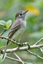 Least Flycatcher, Tikal, Guatemala, March 2015 - click on image for a larger view