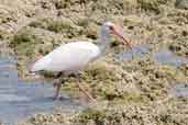 White Ibis, Cayo Coco, Cuba, February 2005 - click on image for a larger view