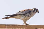 Male American Kestrel, Arica, Chile, February 2007 - click for larger image