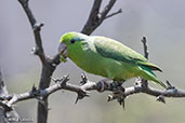 Pacific Parrotlet, Chaparri, Lambayeque, Peru - click for larger image