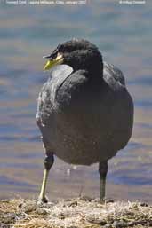 Horned Coot, Laguna Miñiques, Chile, January 2007 - click for larger image