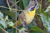 Male Common Yellowthroat, Pálpite, Zapata Swamp, Cuba, February 2005 - click on image for a larger view