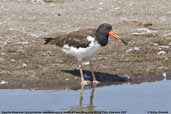 Juvenile American Oystercatcher, mouth of Lluta River, Arica, Chile, February 2007 - click for larger image