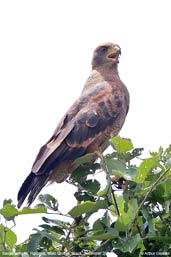 Savanna Hawk, Pantanal, Mato Grosso, Brazil, December 2006 - click for a larger image