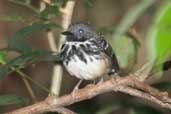 Male Spot-backed Antbird, Borba, Amazonas, Brazil, August 2004 - click for larger image