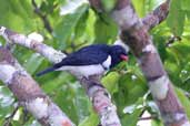Male Red-billed Pied-tanager, Cristalino, Mato Grosso, Brazil, April 2003 - click for larger image