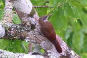 Lineated Woodcreeper, Cristalino, Mato Grosso, Brazil, April 2003 - click for larger image